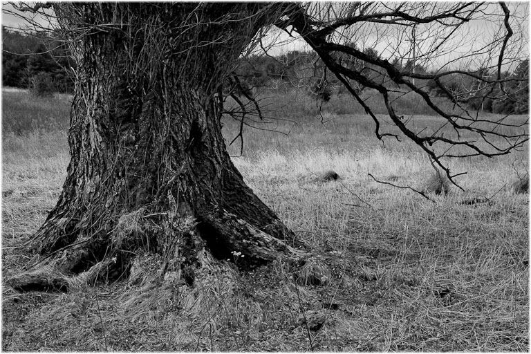 Tree and field